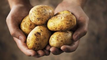 Verbazingwekkende feiten over aardappelen: de waarheid over het zetmeel