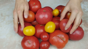 De gemakkelijkste oogst van tomaten voor de winter