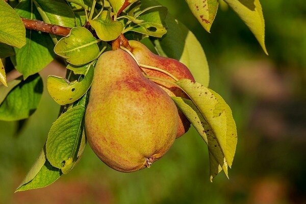 Door peren in uw dieet op te nemen, kunt u veel nierproblemen voorkomen. (Foto: Pixabay.com)