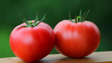 Tomaten: het bloed te verdunnen, genezing hypertensie, diabetes, en zelfs oncologie