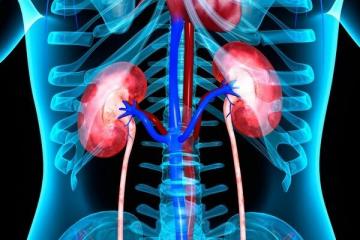 TOP 6 voedingsmiddelen die de gezondheid van de nieren ondersteunen