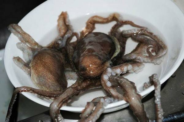 Een levende octopus kan een geweldig diner zijn (Foto: prompx.info)