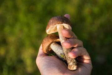 6 gevaarlijkste paddenstoelen: hoe kook je geen dodelijke soep?