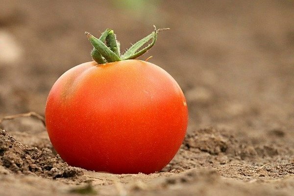 Veel mensen bewaren tomaten in de koelkast. Het blijkt dat dit een vergissing is (Foto: pixabay.com)