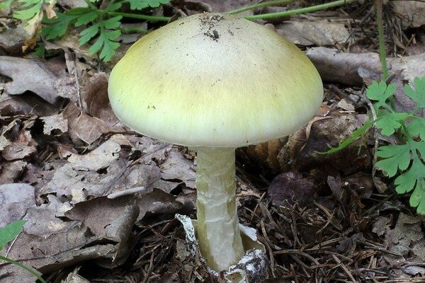 Verwar de bleke paddestoel niet met de russula. (Foto: Pixabay.com)