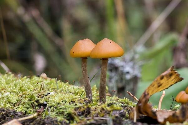 Deze paddenstoel lijkt erg op gewone honingpaddestoelen (Foto: Pixabay.com)